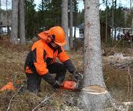 Instal Budex Gniezno Wycinka drzew